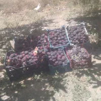 انجیر عسلی