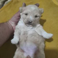 پودل کراس ماده|سگ|تهران, باغ خزانه|دیوار