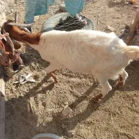 بز با بزغاله