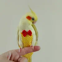 عروس هلندی گمشده|پرنده|سنگر, |دیوار