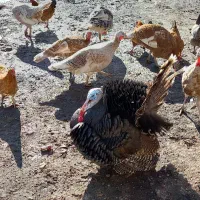 بوقلمون|حیوانات مزرعه|اردبیل, |دیوار