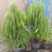 تعداد گل و گیاه و درخچه