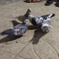 کفتر|پرنده|دورود, |دیوار