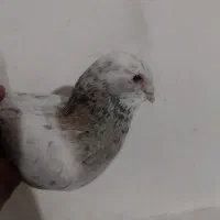 کفتر
