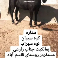 فروش اسب نژاد کرد .از لاین سهراب جعفری  سه ساله|اسب و تجهیزات اسب‌سواری|اسدآباد, |دیوار