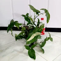گل‌های طبیعی زیبا|گل و گیاه طبیعی|مشهد, مشکینی (شهرک غرب)|دیوار