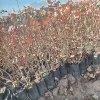 فروش نهال پسته پایه بادامی