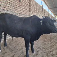 گوساله ویژه محرم ریز قلم قیمت استسنایی