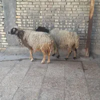 گوسفند بره وبره ابستن بشرط