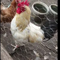 خروس بزرگ