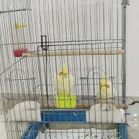 جفت عروس هلندی دستی|پرنده|مهاباد (آذربایجان غربی), |دیوار