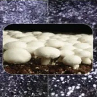 سرمایه‌گذاری در زمینه پرورش قارچ