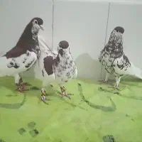 کبوتر|پرنده|داراب, |دیوار