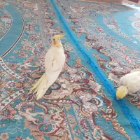 عروس هلندی|پرنده|زهک, |دیوار
