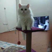 گربه پرشین ۱۰ ماهه