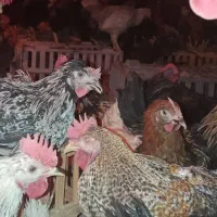 فروش خروس درشت محلی خالص سالم سرحال|حیوانات مزرعه|شیراز, حجت آباد|دیوار