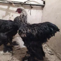 خروس برهما بلک نژاد اصل|حیوانات مزرعه|هشتگرد, خور|دیوار