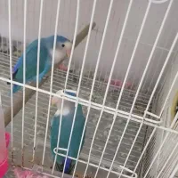 کوتوله برزیلی جفت