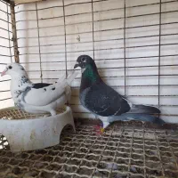 یک جفت کبوتر نشسته