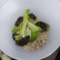 10 عدد همستر