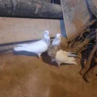 فروش کفتر طوقی.