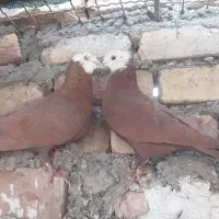 کله‌سفید|حیوانات|زاهدان, |دیوار