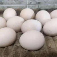 تخم لاری نطفه دار