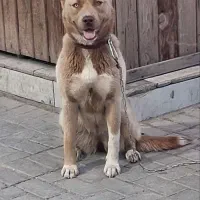 سگ دورگ
