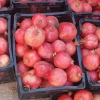 انار آبدار و خوشمزه|خوردنی و آشامیدنی|حمیدیا, |دیوار