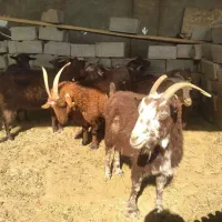 بز چاق بیابانی