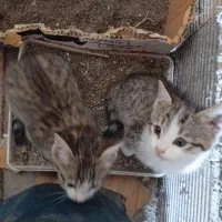 واگذاری بچه گربه رایگان