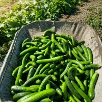 خیار سالادی و مجلسی در شاندیز حصارسرخ