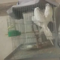 عروس هلندی آلبینو بالغ