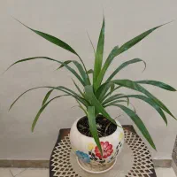 گل پاندانوس