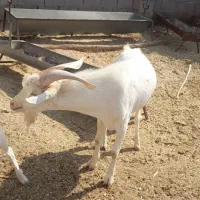 نری اصل