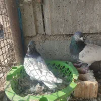 جفت کله سبز|پرنده|شیراز, سینما سعدی|دیوار