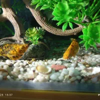 ماهی زینتی اکواریم