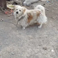 تول بازی گوش و شیرین کار