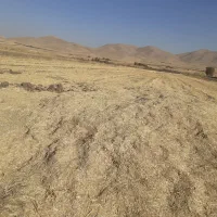 کاه گندم|حیوانات مزرعه|کنگاور, |دیوار