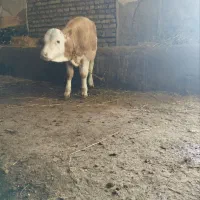 سیمینتال اصل نر