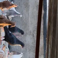 دسته کفتر . کبوتر