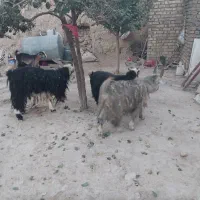 دبر جوان واصیل|حیوانات مزرعه|داران, |دیوار