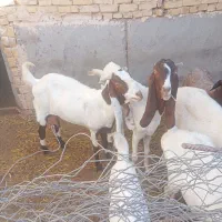بز پاکستانی پتیری