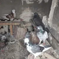 تعداد  طوقی جمع