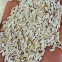 برنج ایرانی سرلاشه خوشپخت محصول فریدونکنار (10gk)|خوردنی و آشامیدنی|مشهد, گاز|دیوار