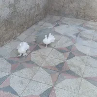 سفید کاکل پاپر دم چتری