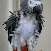 خریدو فروش طوطی کاسکو سخنگو پرکن / صاف|پرنده|شیراز, شهرک امیر کبیر|دیوار