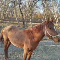 مادیون چهار شکم و نریون یک سوالو نیم|اسب و تجهیزات اسبسواری|سرولایت, |دیوار