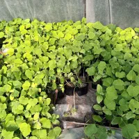 نشان خیار محلی