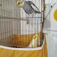 عروس هلندی نر وماده،مولد|پرنده|سهند, |دیوار